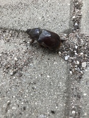 Oryctes nasicornis corniculatus