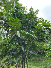 Solanaceae