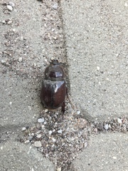 Oryctes nasicornis corniculatus