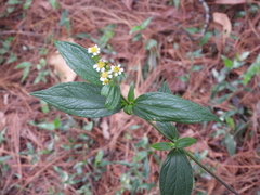 Alloispermum