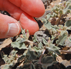 Acleisanthes diffusa