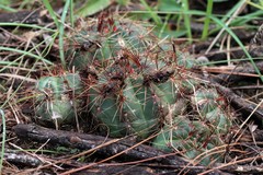 Parodia ottonis