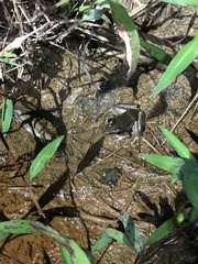 Lithobates vaillanti