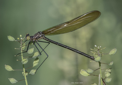 Calopteryx angustipennis