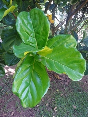 Ficus lyrata