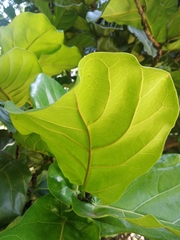 Ficus lyrata