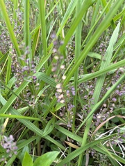 Scutellaria racemosa