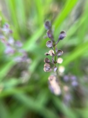 Scutellaria racemosa