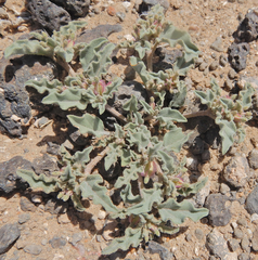 Acleisanthes diffusa