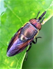 Stomorhina xanthogaster