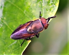 Stomorhina xanthogaster