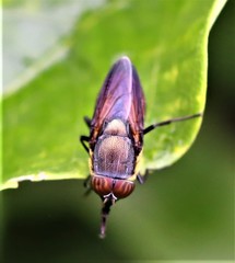 Stomorhina xanthogaster