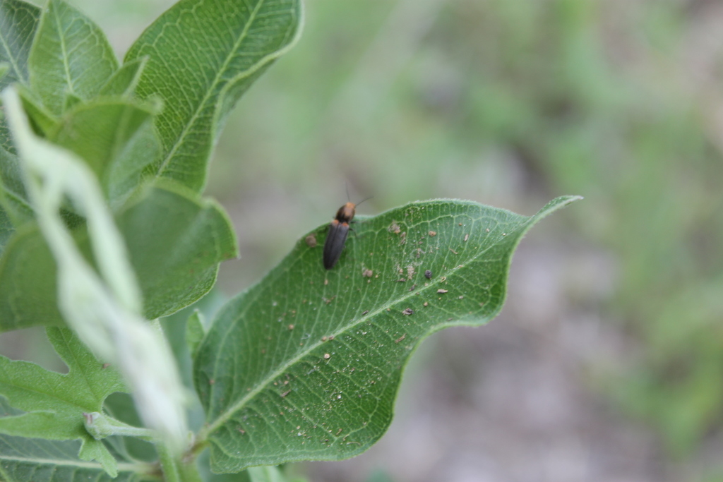 Click, Firefly, and Soldier Beetles from Denton County, TX, USA on May