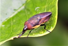 Stomorhina xanthogaster