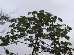 Cecropia