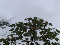 Cecropia