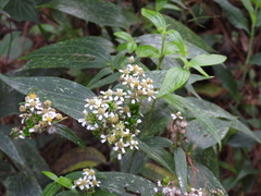 Alloispermum