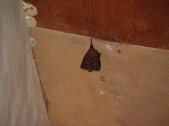 Rhinolophus formosae