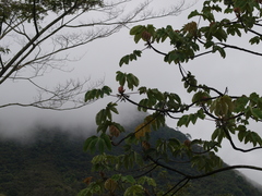 Cecropia