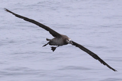 Black-Footed Albatross photo 4