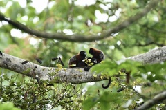 Saguinus fuscicollis
