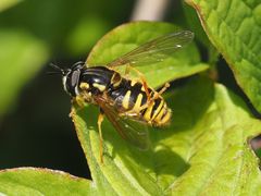 Chrysotoxum cautum