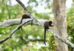 Saguinus fuscicollis