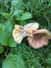 Russula gracilis