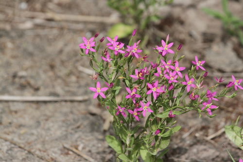 Zeltnera breviflora