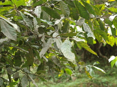 Solanaceae