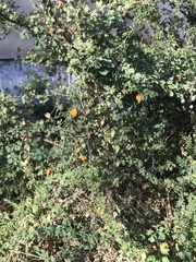Ibervillea sonorae