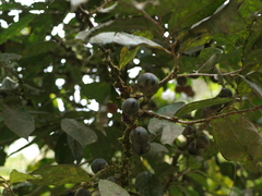 Solanaceae