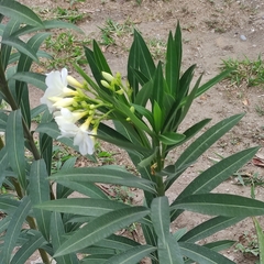 Nerium oleander
