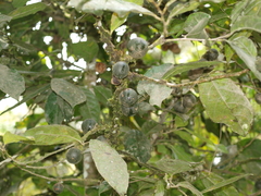 Solanaceae