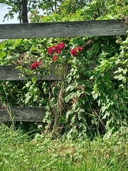 Magnoliopsida