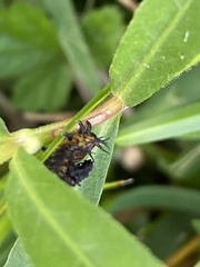 Chelymorpha cassidea