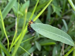Chelymorpha cassidea