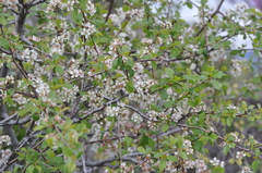 Prunus subcordata