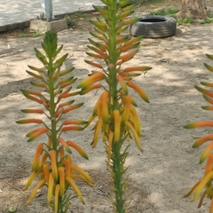 Aloe vera