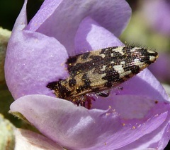 Acmaeodera hepburnii