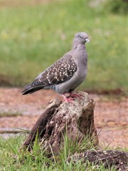 Spot-Winged Pigeon photo 4