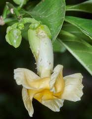 Tabernaemontana donnell-smithii