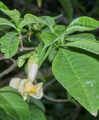 Tabernaemontana donnell-smithii