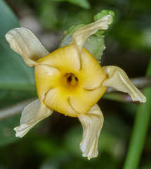 Tabernaemontana donnell-smithii