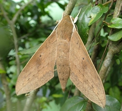 Theretra boisduvalii