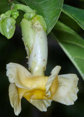 Tabernaemontana donnell-smithii