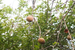 Annona reticulata