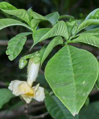 Tabernaemontana donnell-smithii