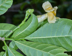 Tabernaemontana donnell-smithii