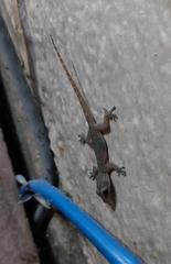 Hemidactylus bowringii